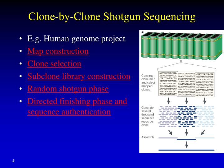 PPT Genome Sequencing and Assembly High throughput Sequencing
