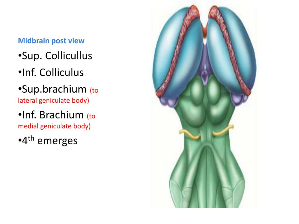 Ppt Brain Stem Powerpoint Presentation Free Download Id5658217