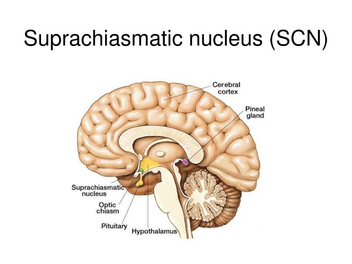 PPT - NSC 5404 : Session 3 Circadian Rhythms & Sleep Wake Cycles ...
