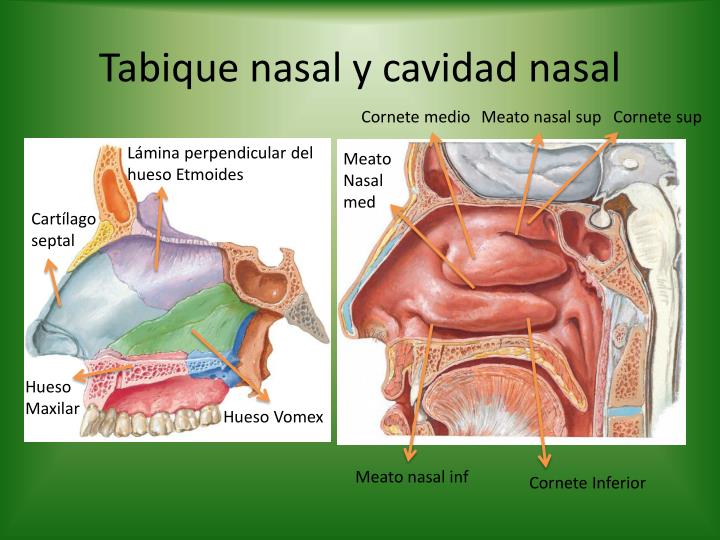 Ppt Sistema Respiratorio Powerpoint Presentation Id