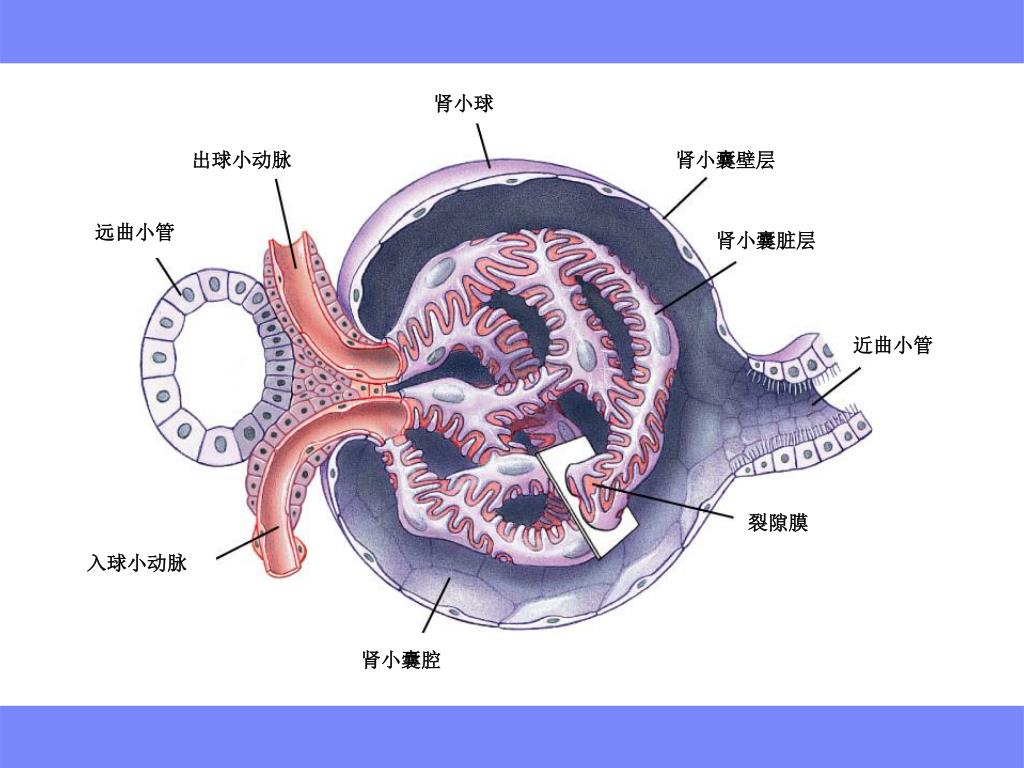肾小球是肾脏内肾元的一部分，从左到右放大并平移。视频素材_ID:VCG42N855-112-VCG.COM