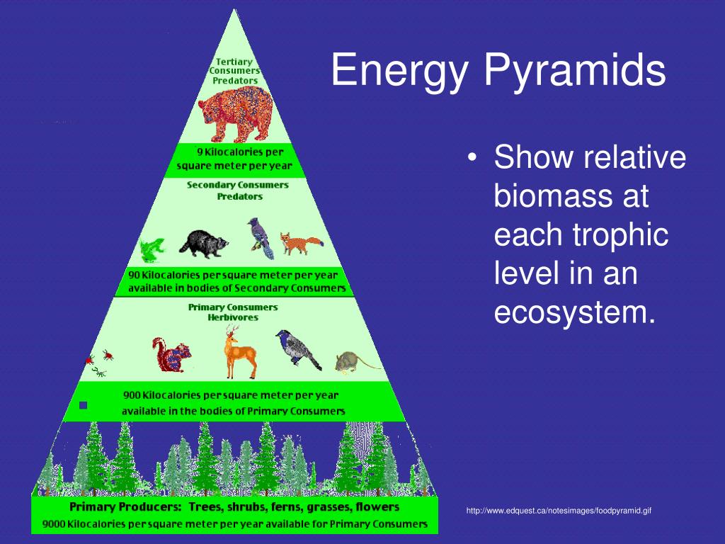 Ppt Ecosystems Energy Pyramids And Food Chains Powerpoint | My XXX Hot Girl
