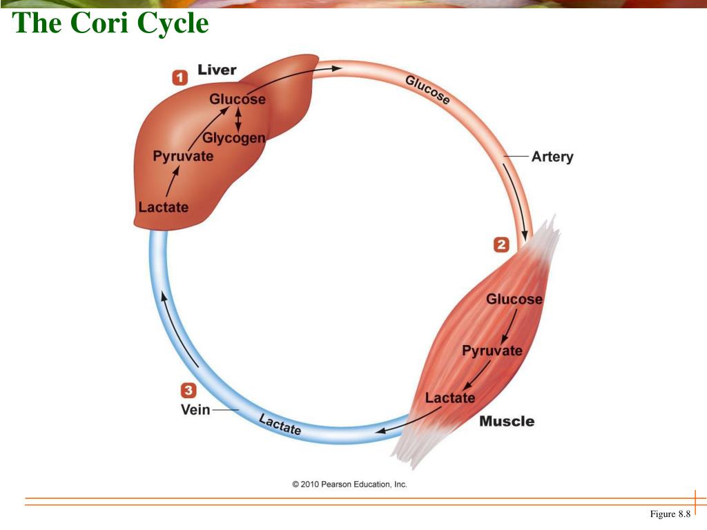 Цикл кори схема. Cori Cycle. Цикл кори реакции. Цикл кори формулы. Кори цикл пространство