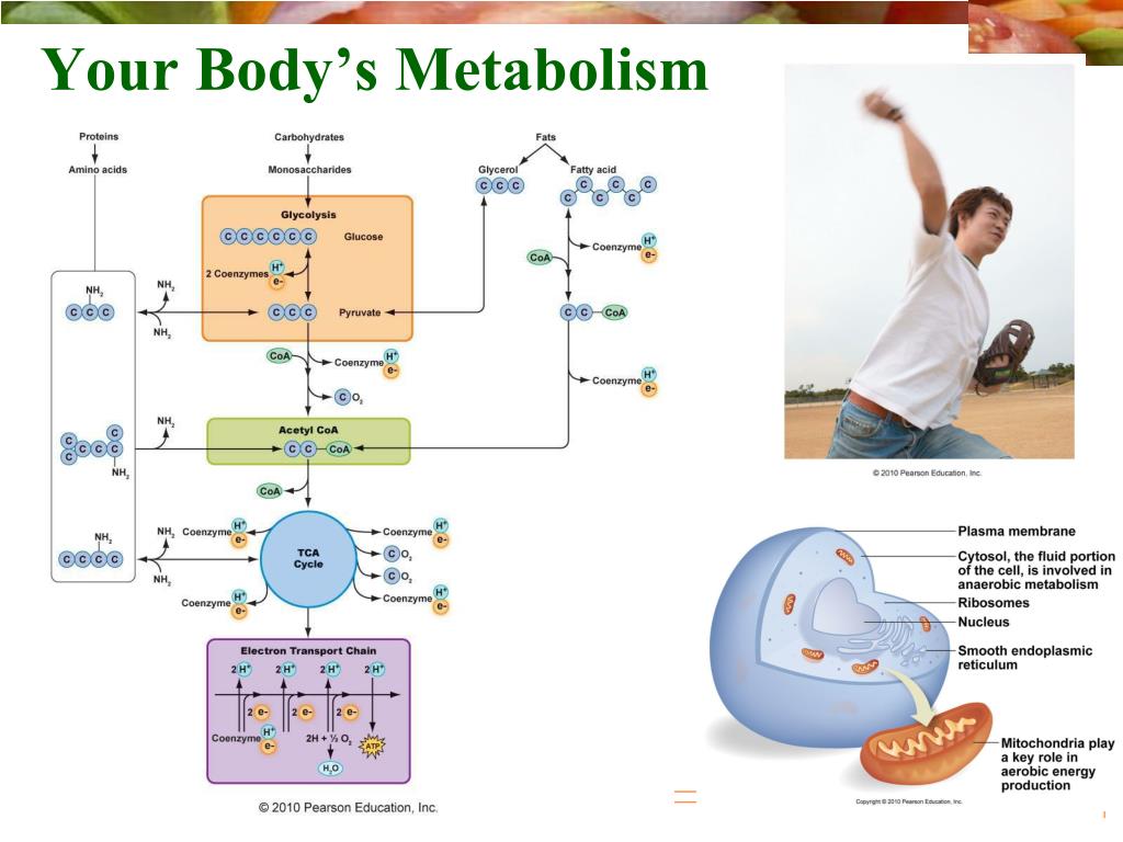 metabolism of gabapentin