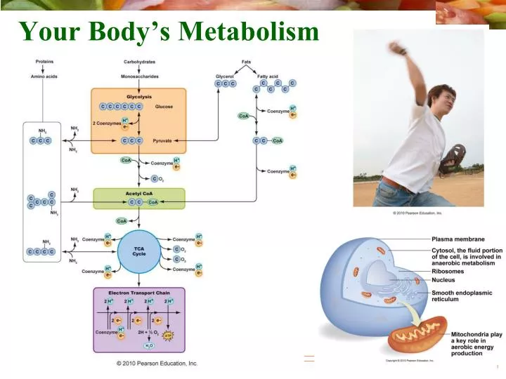 Your Bodys Metabolism PowerPoint Presentation free download Biology Diagrams