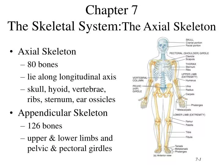 Ppt Chapter 7 The Skeletal System The Axial Skeleton Powerpoint 