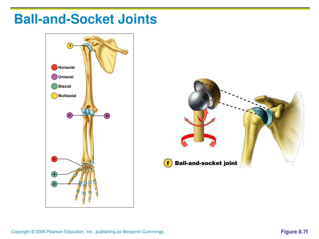 Ball And Socket Joint Diagram