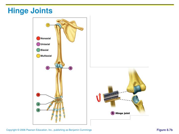 PPT - Joints PowerPoint Presentation - ID:5660549