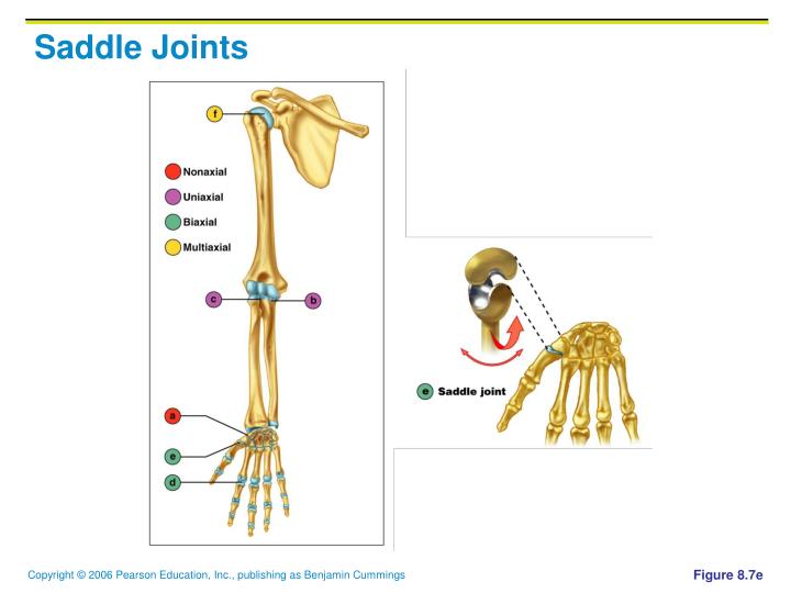 example-of-saddle-joint-in-body