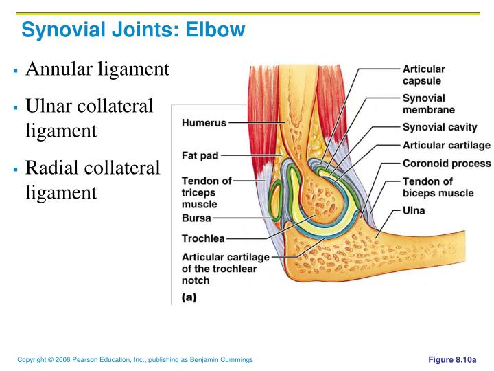 PPT Joints PowerPoint Presentation ID5660549