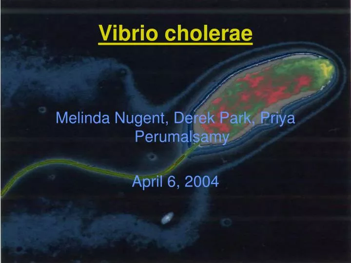PPT - Vibrio cholerae PowerPoint Presentation, free download - ID:5661833