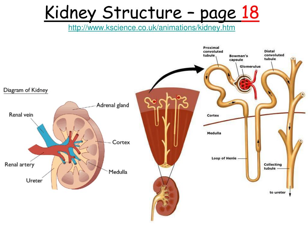 Кролог. Kidney structure. External structure of Kidney. Human Kidney structure. The Internal structure of the Kidney.