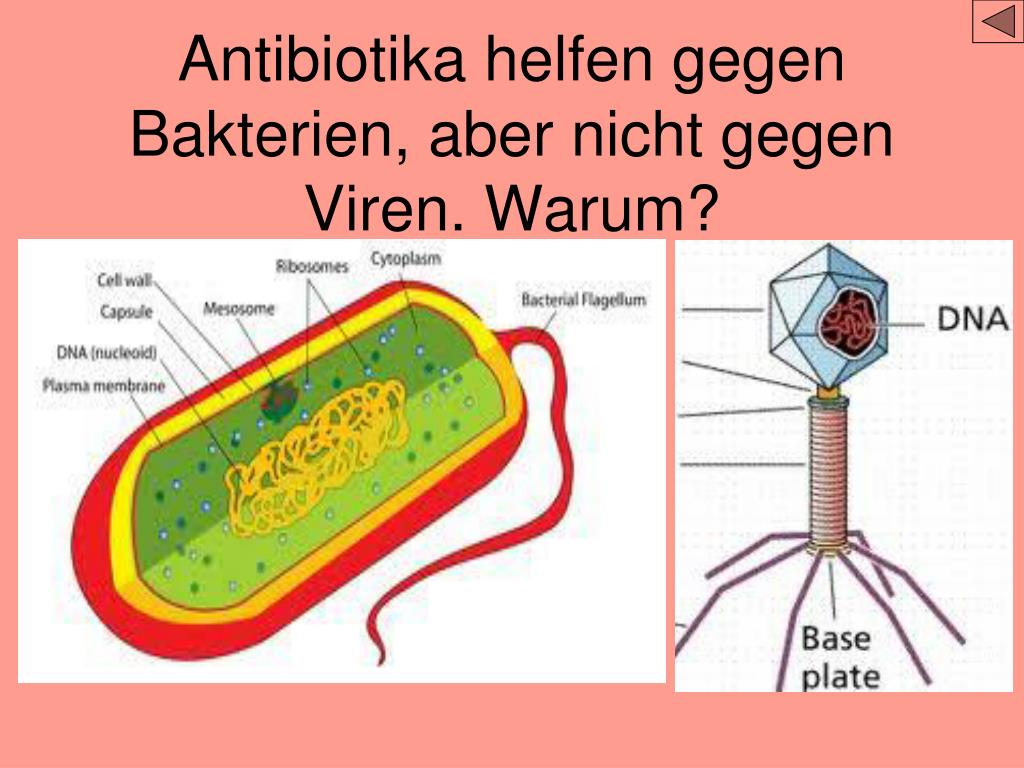 Antibiotika gegen viren | Warum Antibiotika nicht gegen Antibiotika gegen viren | Warum Antibiotika nicht gegen