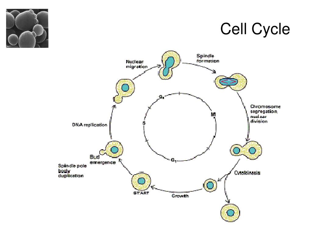 Тест дыхание клетки. Жизненный цикл дрожжей Saccharomyces cerevisiae. Репродуктивный цикл Saccharomyces cerevisiae. Жизненный цикл Saccharomyces cerevisiae. Схема клеточного цикла.