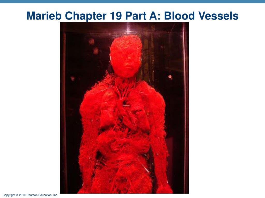 Ppt Marieb Chapter 19 Part A Blood Vessels Powerpoint Presentation
