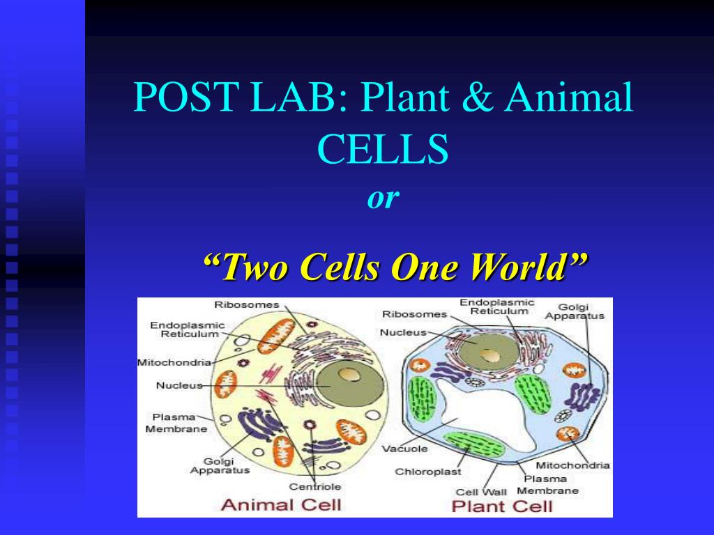 PPT - POST LAB: Plant & Animal CELLS or PowerPoint Presentation, free  download - ID:5665034