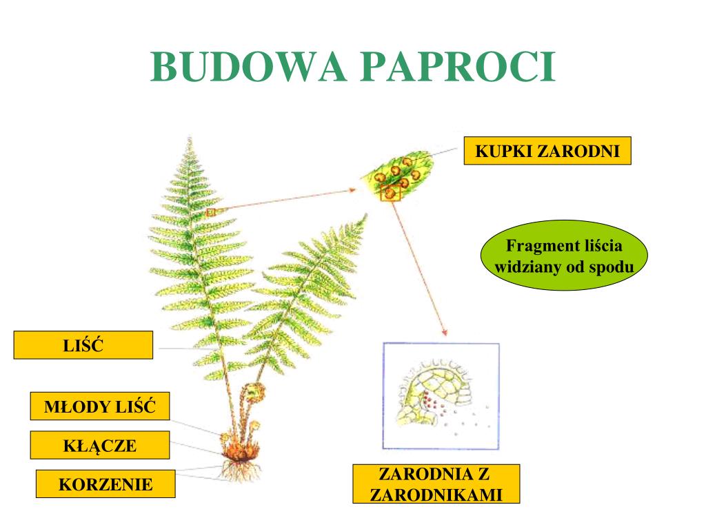 Zarodniki Na Liściach Paproci PPT - Materiały pochodzą z Platformy Edukacyjnej Portalu szkolnictwo.pl