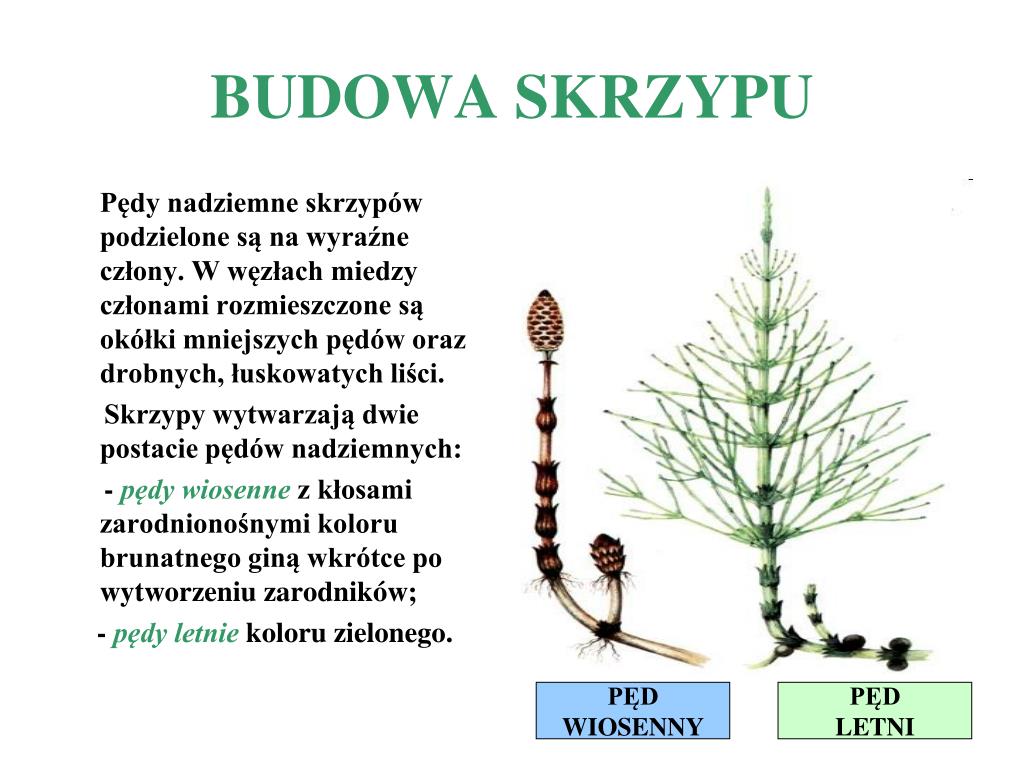 Skrzyp Polny Cykl Rozwojowy PPT - Materiały pochodzą z Platformy Edukacyjnej Portalu szkolnictwo.pl