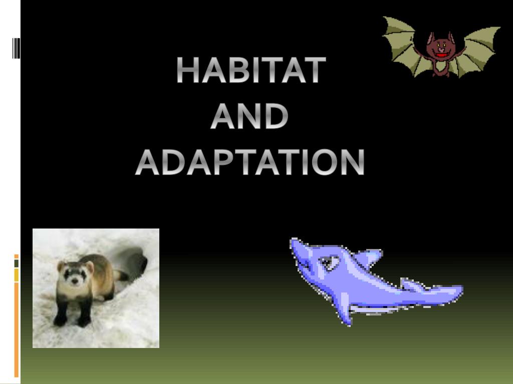 PPT - HABITAT AND ADAPTATION PowerPoint Presentation, free download -  ID:5666629