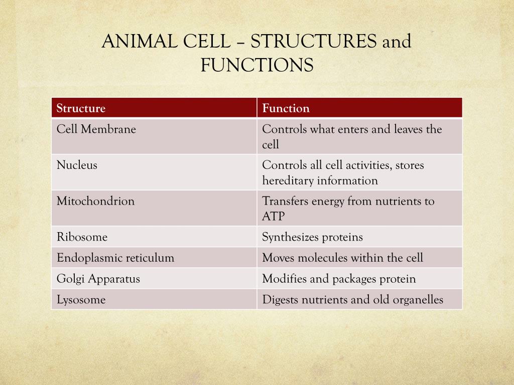 PPT - Cell Theory, Animal Cell Structure, Function, and Processes