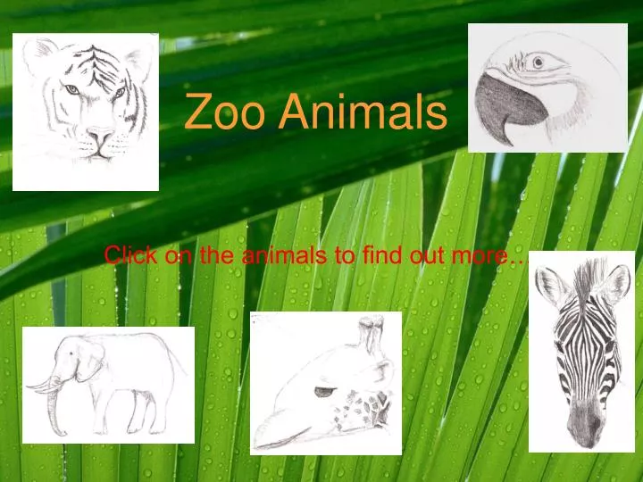 PPT - Zoo Animals PowerPoint Presentation, free download - ID:5667947