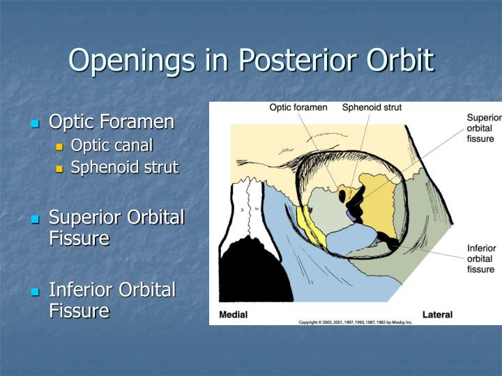 PPT Radiography of the Orbits PowerPoint Presentation ID5669687