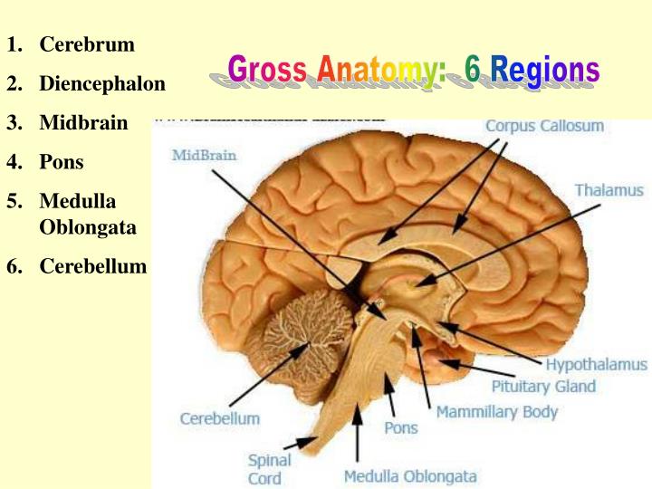 PPT - Brain Anatomy PowerPoint Presentation - ID:5669727