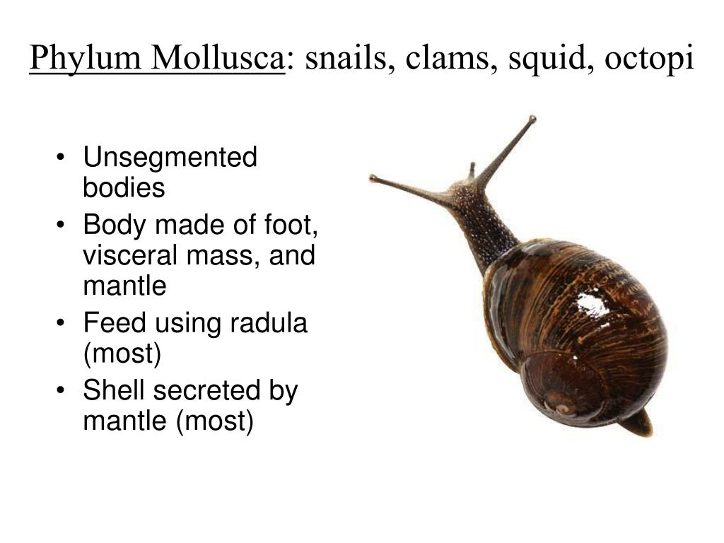 snails and squids belong to the phylum snails and squids belong to the phylum