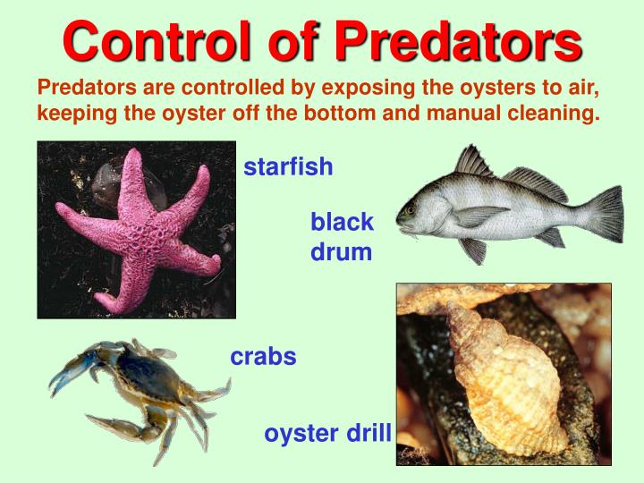 PPT Oyster Culture in North America PowerPoint Presentation ID5670046