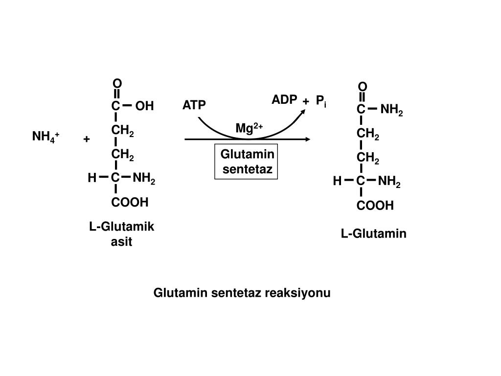 PPT - Amino asid azotunun Metabolizması ve ÜRE SİKLUSU PowerPoint  Presentation - ID:5670436