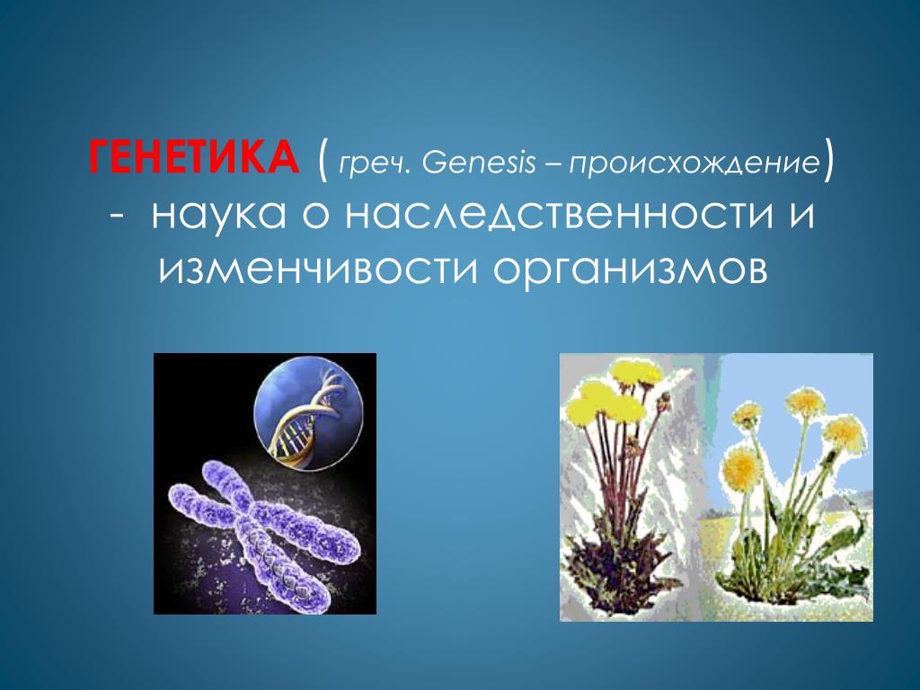 Наследственная информация растений