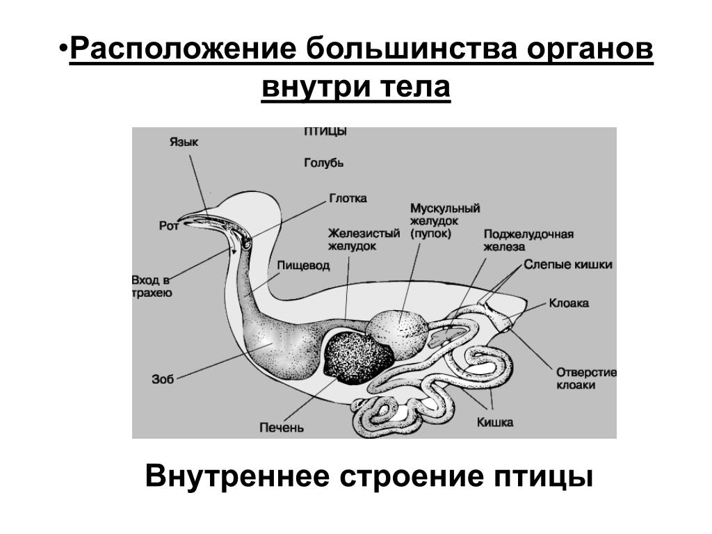 Внутреннее строение и жизнедеятельность птиц