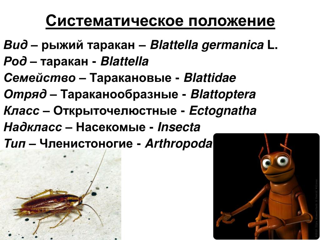 Таракан по английски. Классификация черного таракана. Рыжий таракан систематика. Отряд Таракановые систематика. Черный таракан систематика.