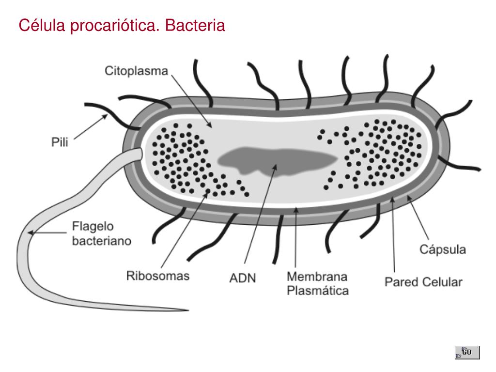 Listado bacteriano