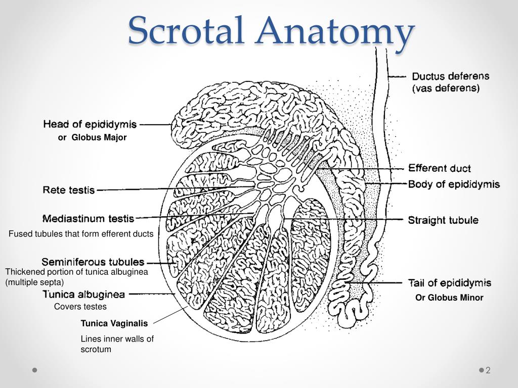 scrotal anatomy.
