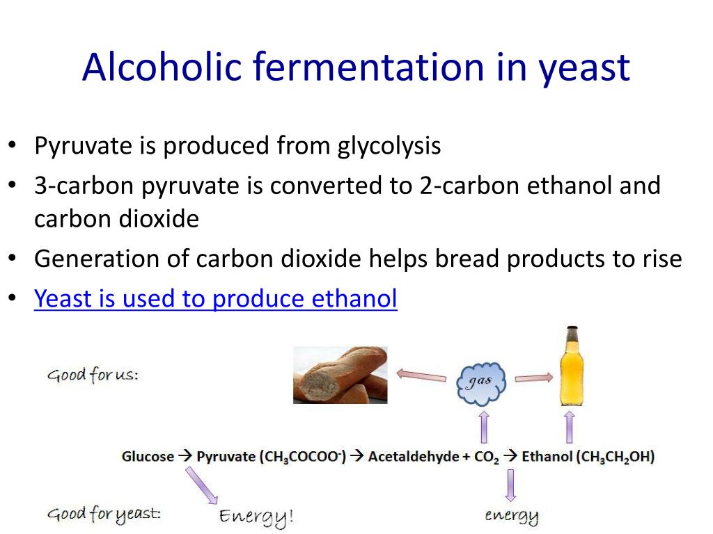 Die Bedeutung der alkoholischen Gärung in der Backindustrie - Alcoholic Fermentation In Yeast1 L