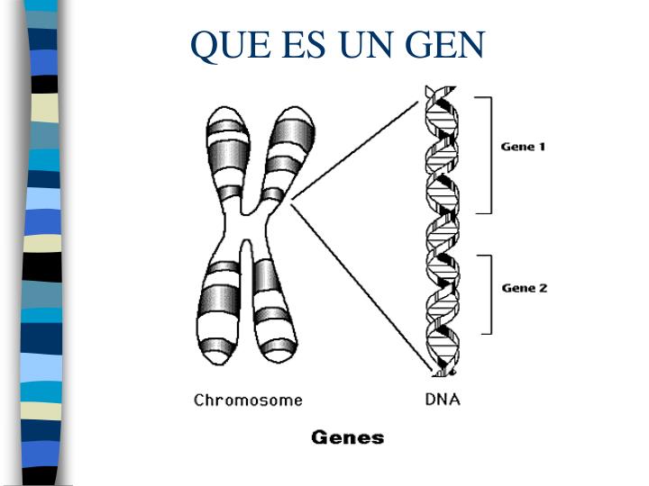 PPT - ADN RECOMBINANTE PowerPoint Presentation - ID:5672023