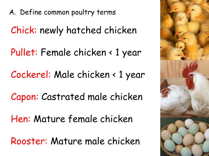 What Exactly Is Poultry At Andrea Waterman Blog