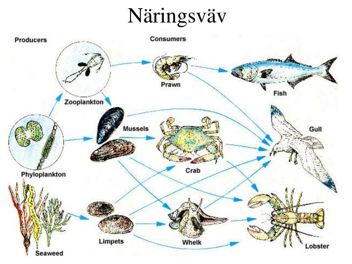 ppt-ekologi-en-av-v-rldens-ldsta-vetenskaper-powerpoint