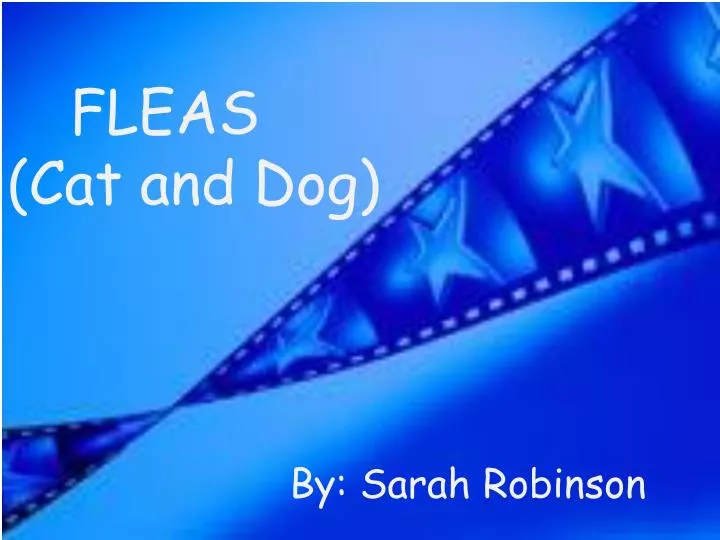 fleas cat and dog n.