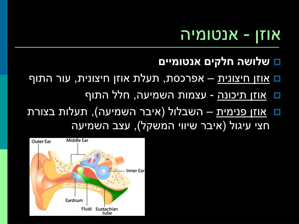 PPT - אוזן חיצונית External ear PowerPoint Presentation, free download -  ID:5673040