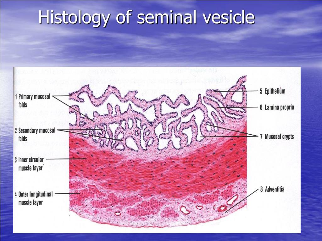 Ppt Histology Of The Male Reproductive System Repro 5 Powerpoint