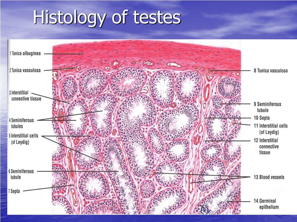 PPT - Histology of the Male Reproductive System (Repro 5) PowerPoint