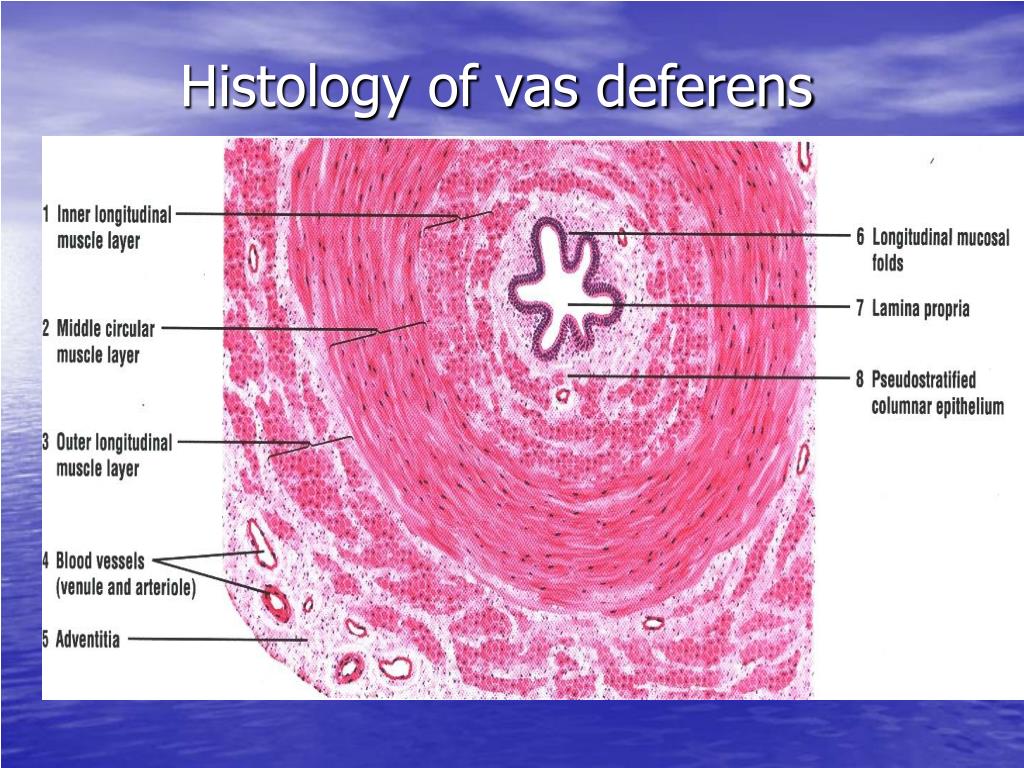 Ppt Histology Of The Male Reproductive System Repro 5 Powerpoint