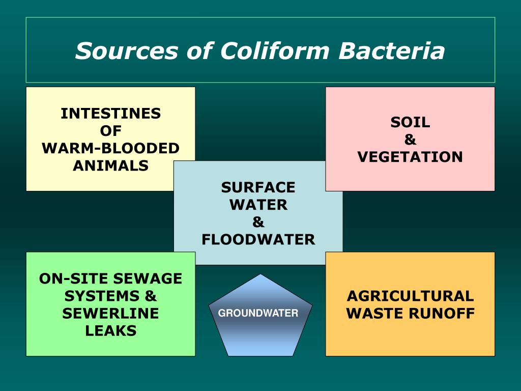 Реферат: Coliform Bacteria Essay Research Paper Coliform bacteria
