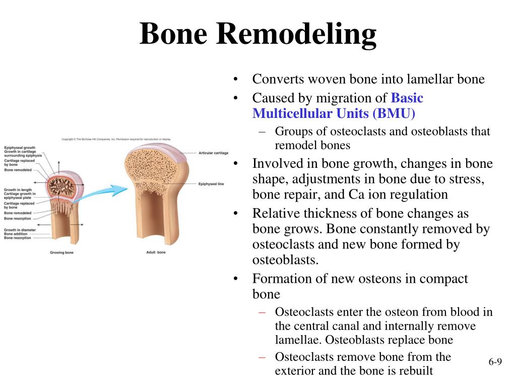 Growth in Bone Length PowerPoint Presentation, free download Biology Diagrams