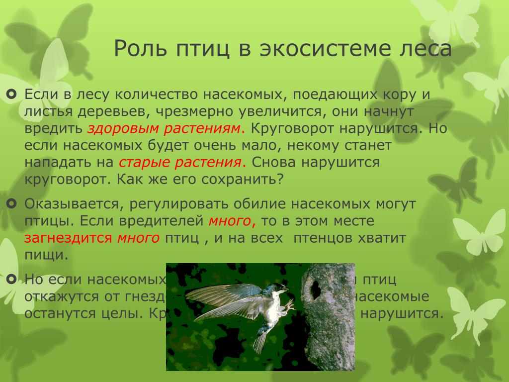 Какую роль играет ветер в жизни животных. Птицы и экосистема. Роль в экосистеме. Роль птиц в биоценозе. Роль лесов в экосистеме.