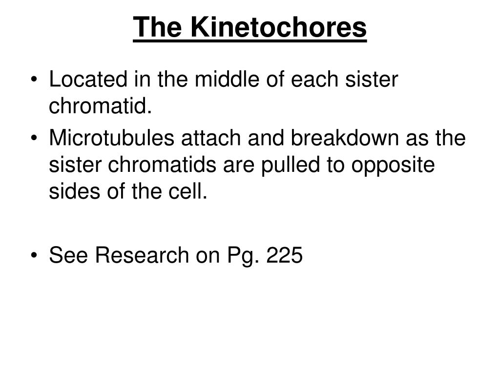 Mitosis Meiosis PowerPoint Presentation Biology Diagrams