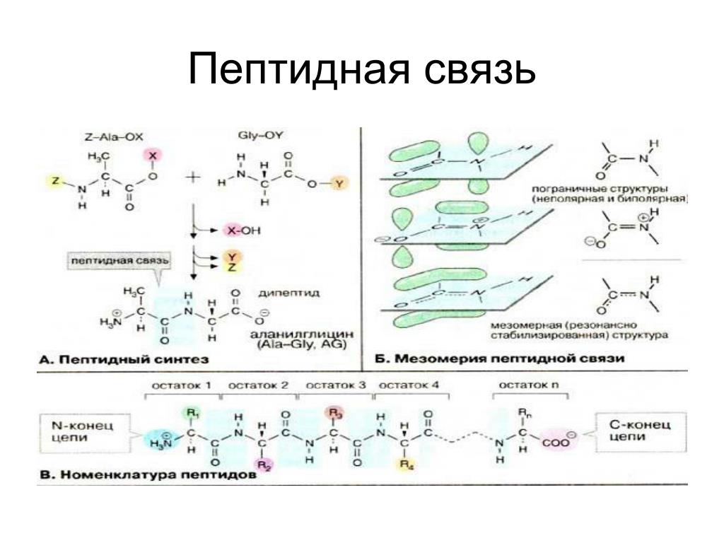 Пептидная связь является. Пептидная связь аминокислот формула. Пептидная связь химическая структура. Строение пептидной связи аминокислот. Пептидная связь химическая природа пептидной связи.