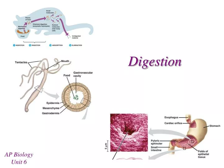 digestion n.